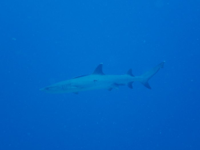 Requin à pointe blanche du lagon