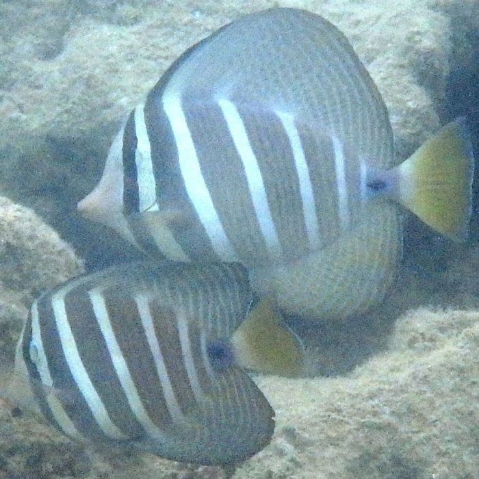 Zebrasoma velifer