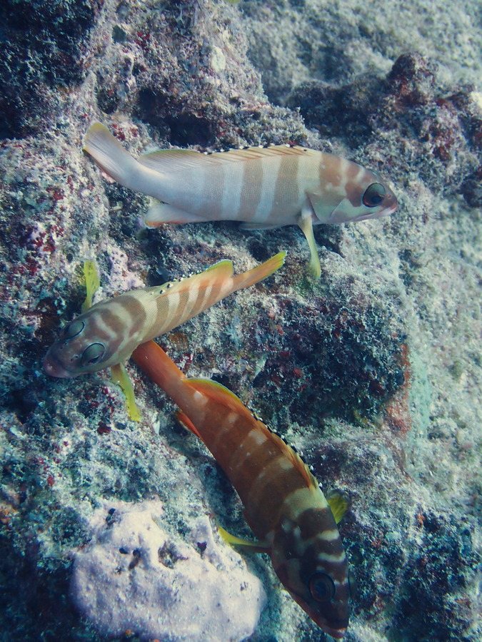 Epinephelus fasciatus