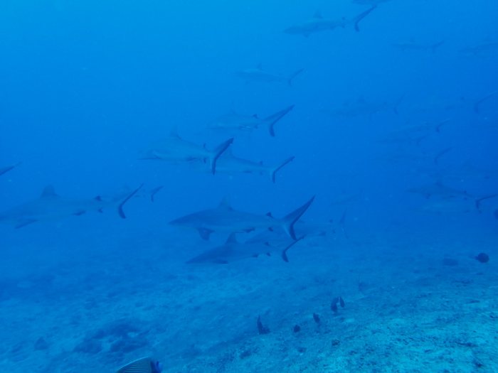 Requin gris de récif
