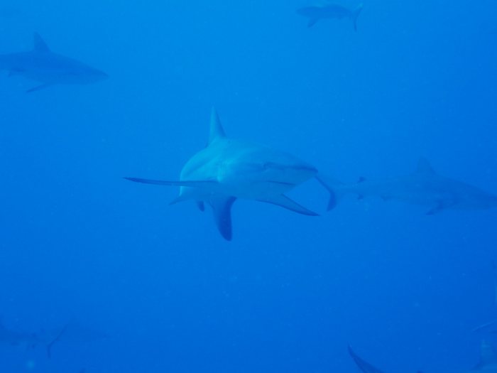 Requin gris de récif