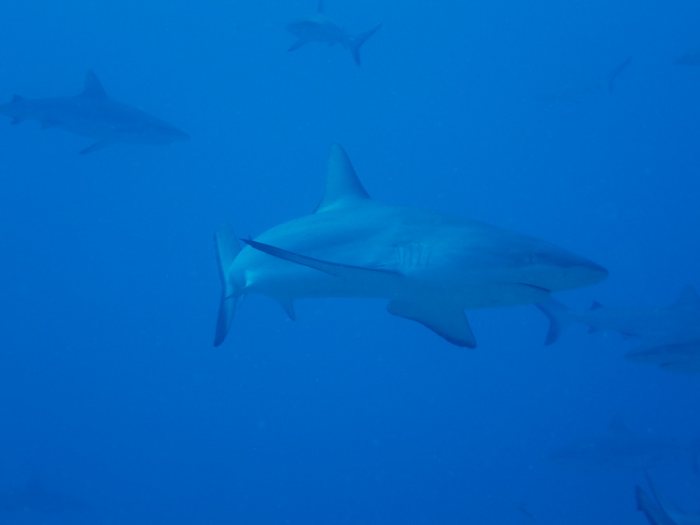 Requin gris de récif
