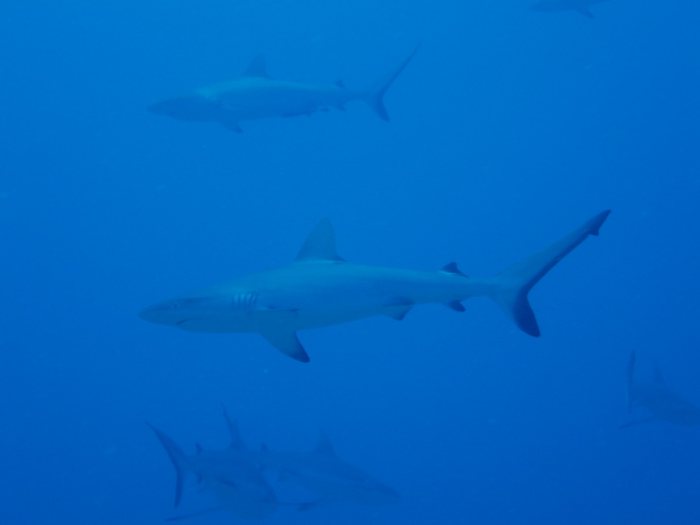 Requin gris de récif