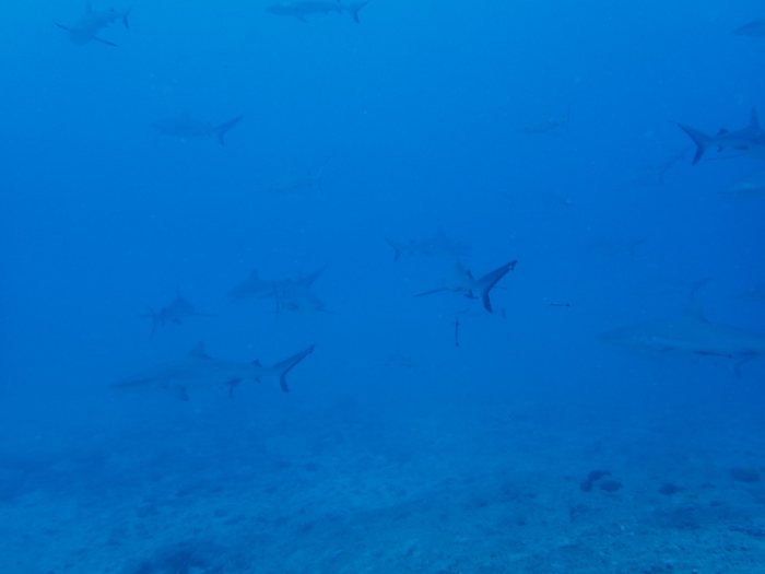 Requin gris de récif