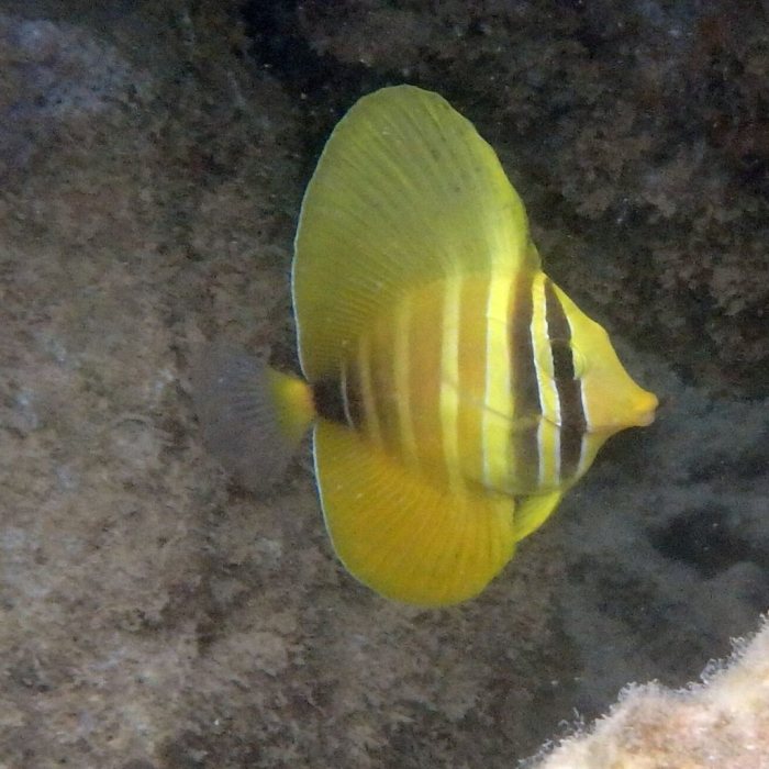 Zebrasoma velifer