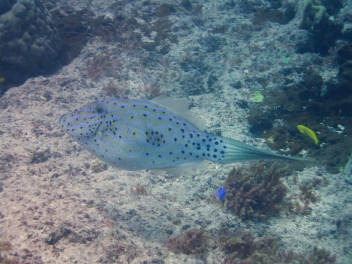 Aluterus scriptus