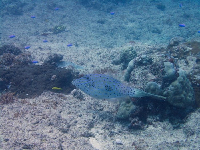 Aluterus scriptus