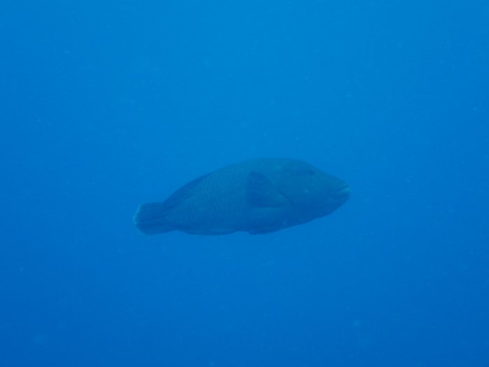 Cheilinus undulatus