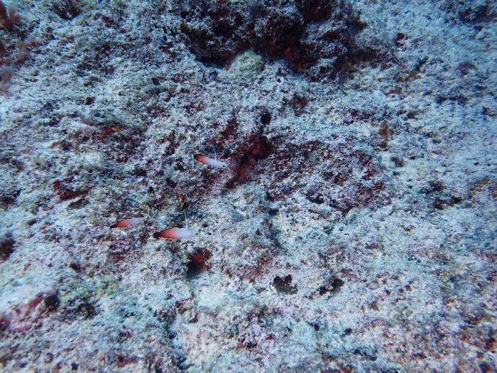 Nemateleotris magnifica