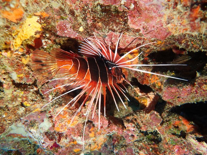 Pterois antennata
