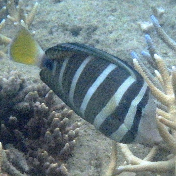Zebrasoma velifer