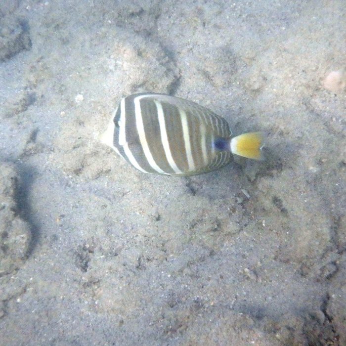 Zebrasoma velifer