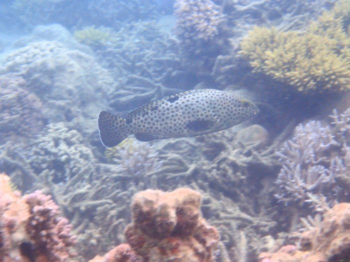 Epinephelus howlandi