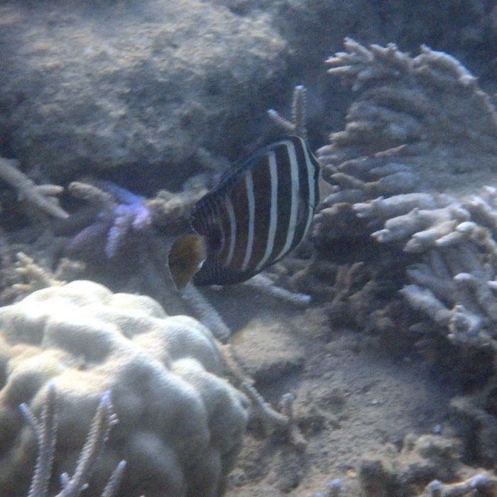 Zebrasoma velifer