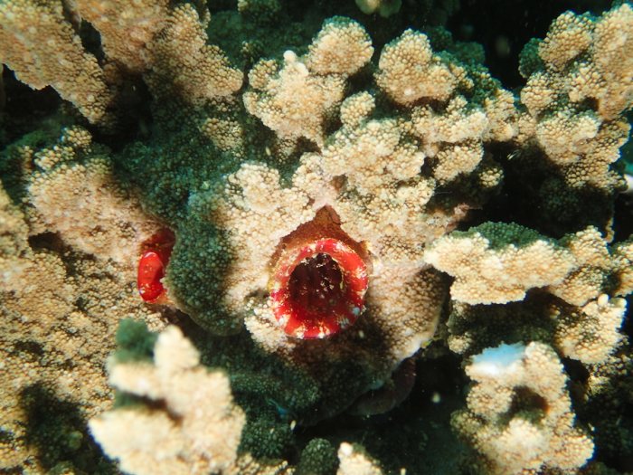 Microcosmus sp.