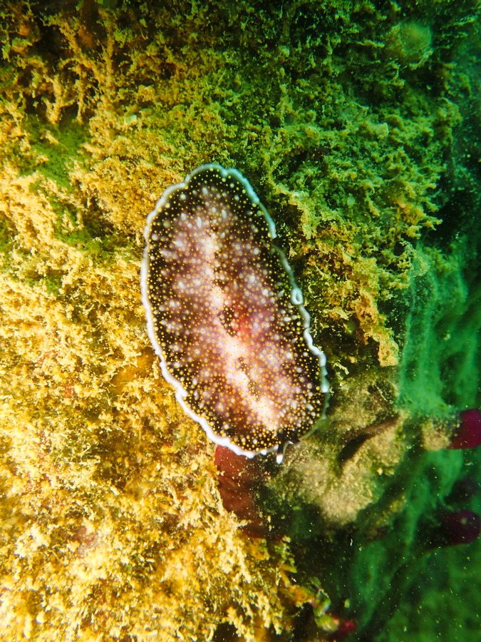 Acanthozoon sp.