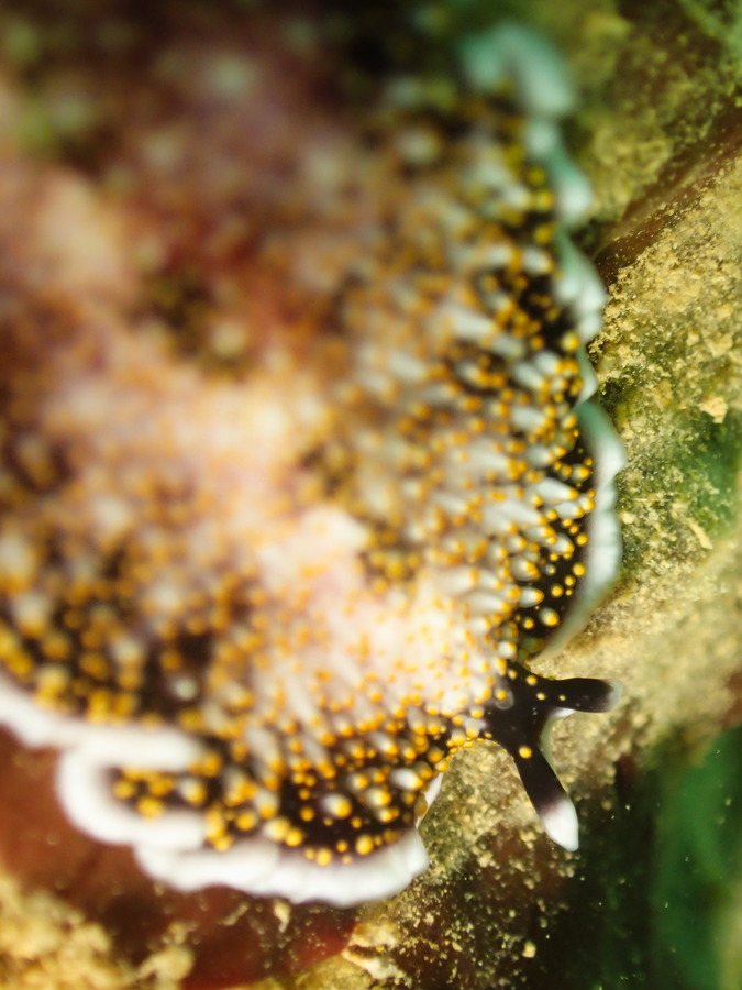 Acanthozoon sp.