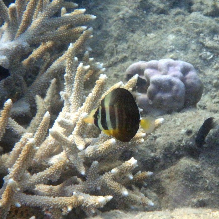 Zebrasoma velifer