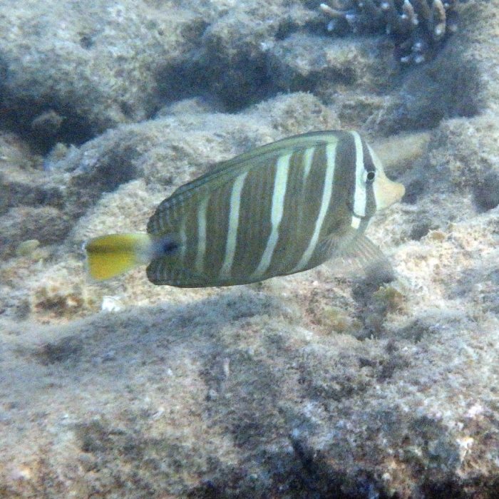 Zebrasoma velifer