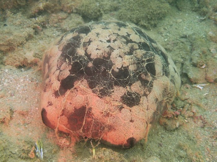 Culcita novaeguineae
