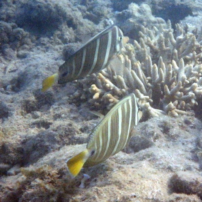 Zebrasoma velifer
