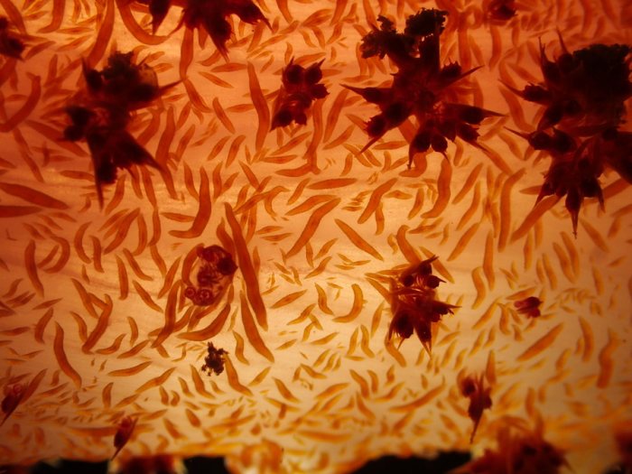 Dendronephthya sp.