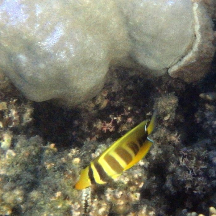 Zebrasoma velifer