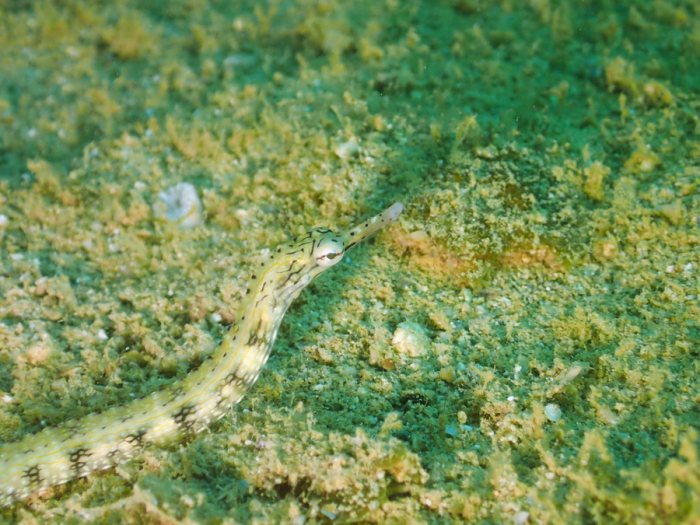 Poisson-pipe