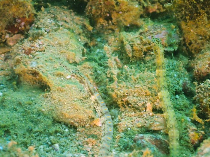 Poisson-pipe