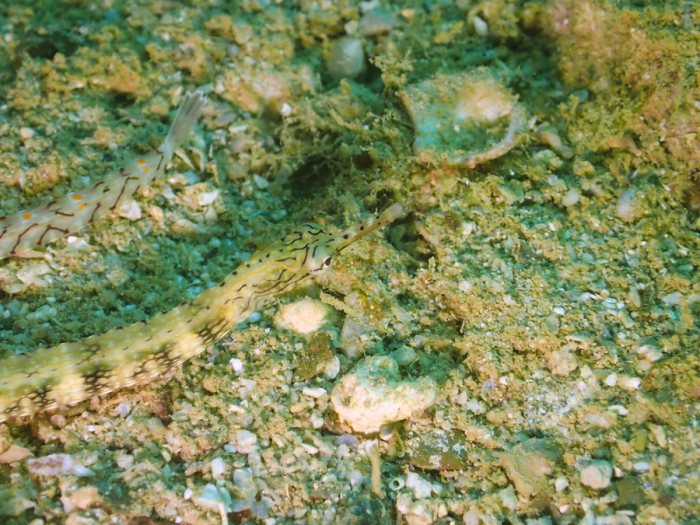Poisson-pipe