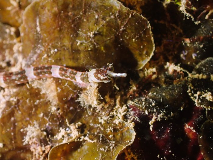 Corythoichthys amplexus