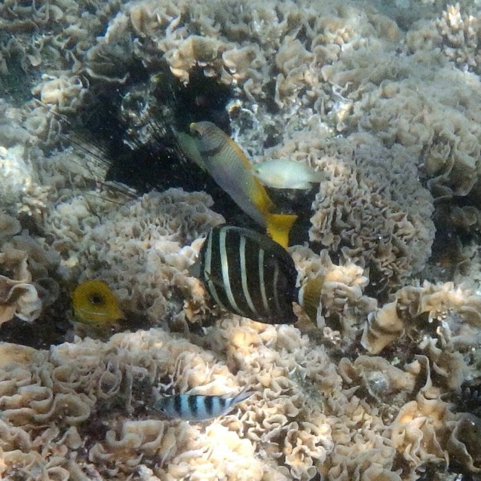 Zebrasoma velifer