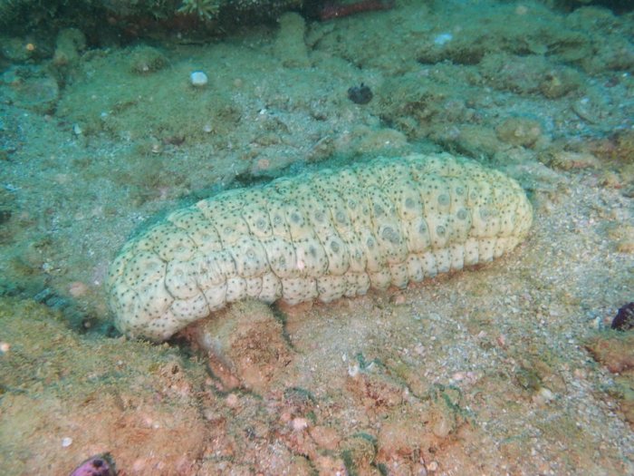 Stichopus variegatus