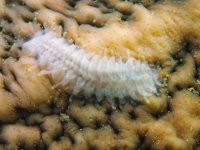 Gastrolepidia clavigera