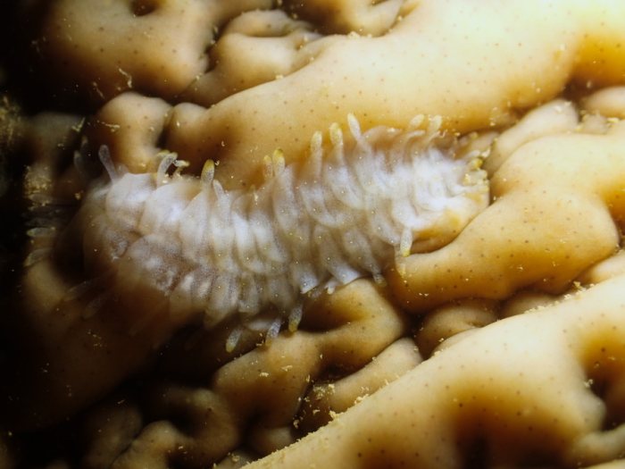 Gastrolepidia clavigera