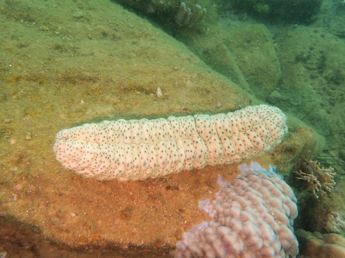 Stichopus variegatus