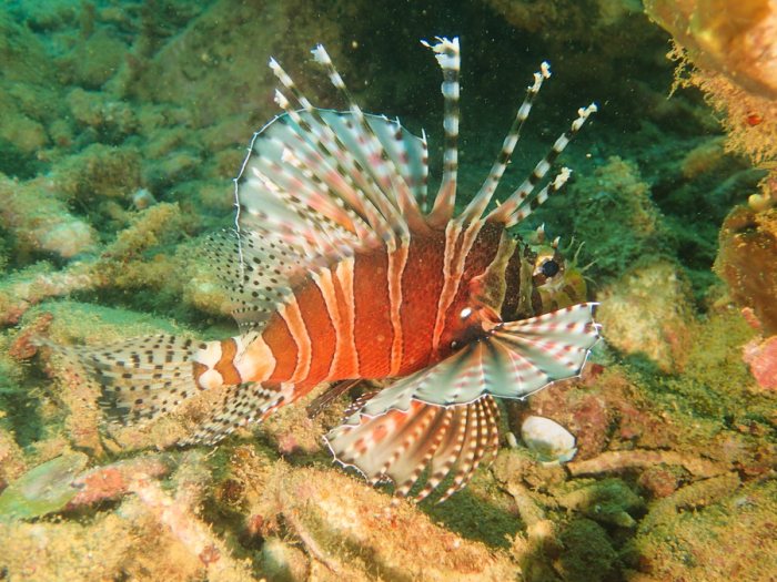 Dendrochirus zebra