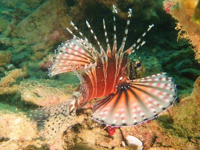 Dendrochirus zebra