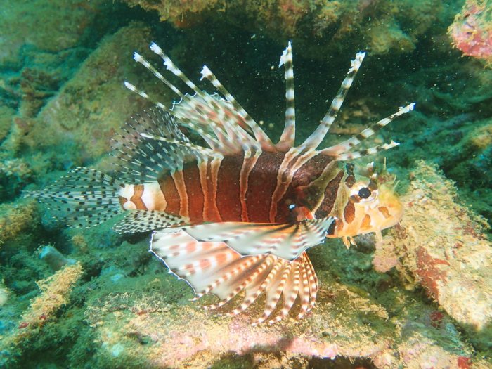 Dendrochirus zebra