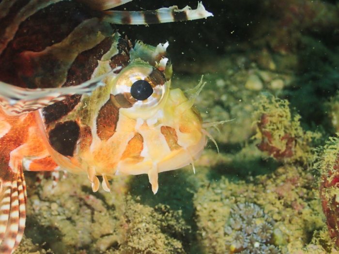 Dendrochirus zebra