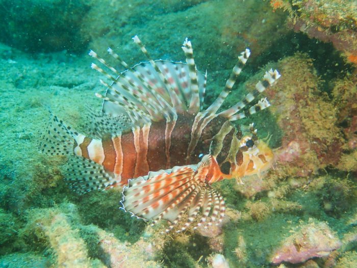 Dendrochirus zebra
