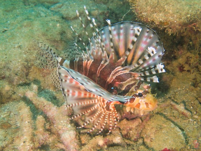 Dendrochirus zebra