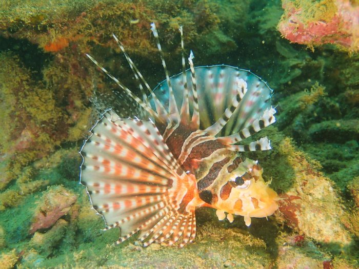 Dendrochirus zebra