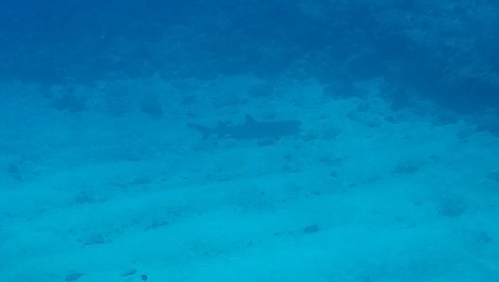 Requin à pointe blanche du lagon