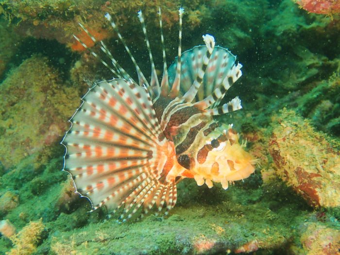 Dendrochirus zebra