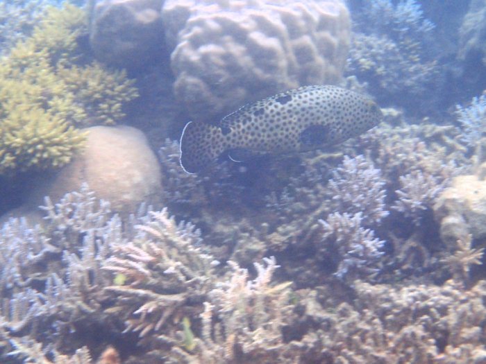 Epinephelus howlandi