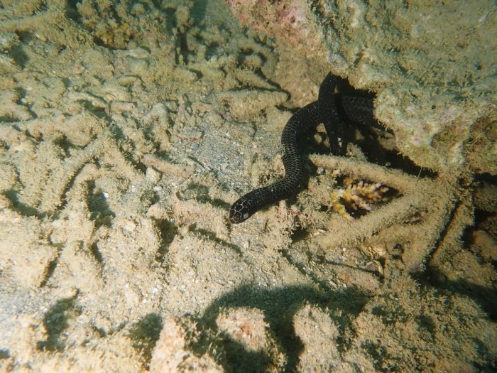 Emydocephalus annulatus