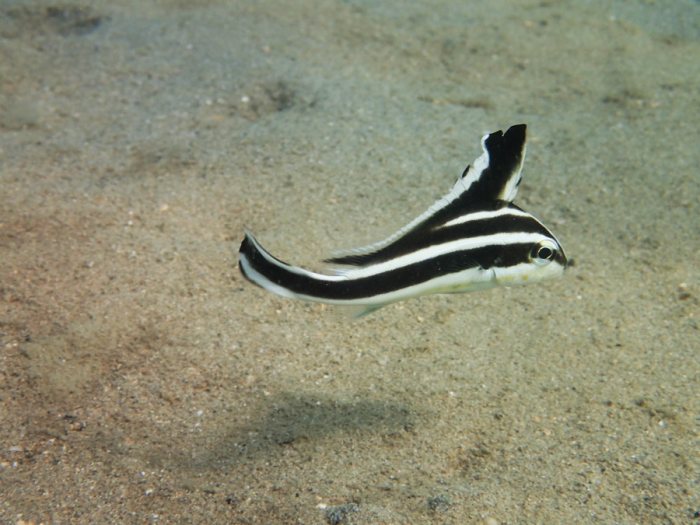 Diagramma picta