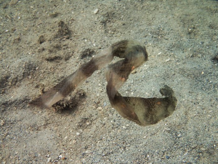 Hydrophis major