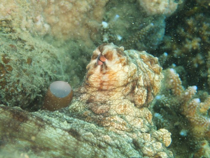 Poulpe